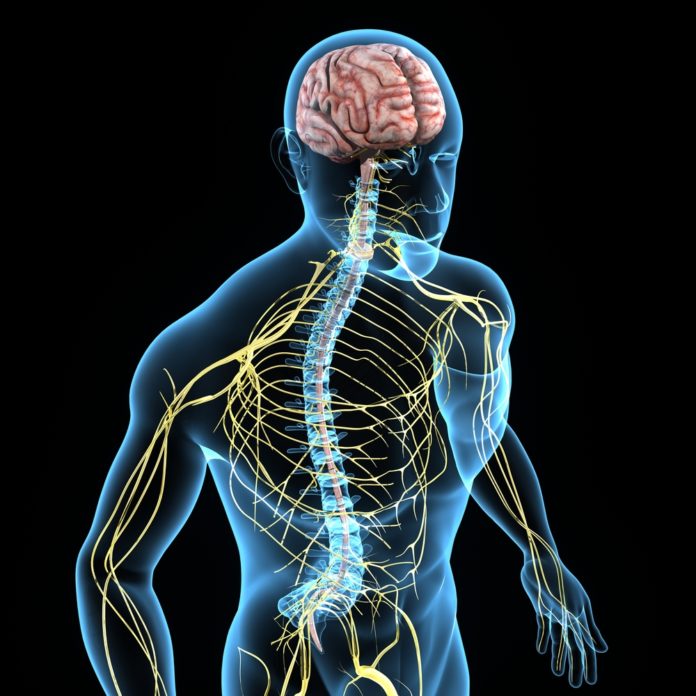 Neue-Entdeckung-Darm-und-Gehirn-kommunizieren-%C3%BCber-Nervensystem-696x696.jpg